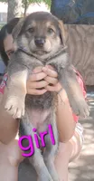 Girl, a female German Shepherd Dog for sale in LaFayette, GA – 1 of 1