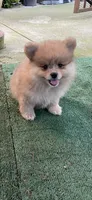 Nala, a female Pomeranian for sale in Stockton, CA – 4 of 8