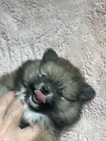 Sazzy, a female Pomeranian for sale in Stockton, CA – 2 of 6