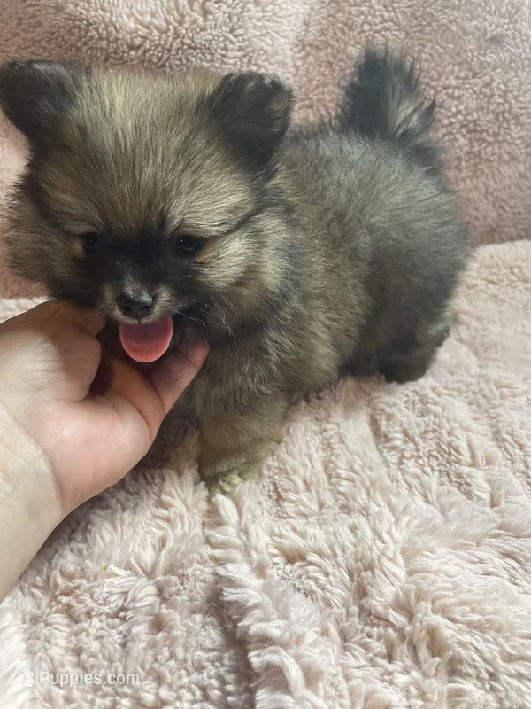 Nick – Pomeranian puppy for sale in Stockton, CA