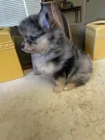Luna, a female Pomeranian for sale in Stockton, CA – 6 of 6
