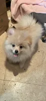 Nala, a female Pomeranian for sale in Stockton, CA – 7 of 7