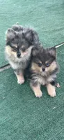 Cory, a female Pomeranian for sale in Stockton, CA – 5 of 5