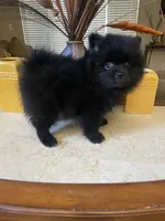 Bear , a male Pomeranian for sale in Stockton, CA – 3 of 6