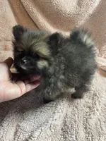 Nimo, a male Pomeranian for sale in Stockton, CA – 4 of 7