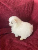 Mina, a female Pomeranian for sale in Stockton, CA – Photo 7 of 7