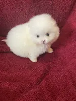 Mina, a female Pomeranian for sale in Stockton, CA – Photo 2 of 7