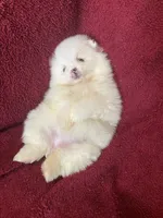 Mina, a female Pomeranian for sale in Stockton, CA – Photo 4 of 7