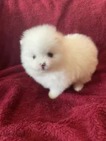 Mina, a female Pomeranian for sale in Stockton, CA – Photo 6 of 7