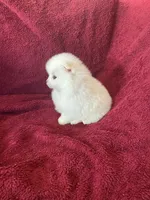 Mina, a female Pomeranian for sale in Stockton, CA – Photo 5 of 7