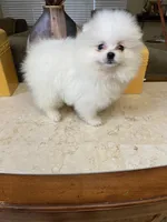 Sophy , a female Pomeranian for sale in Stockton, CA – Photo 4 of 7