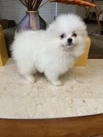 Sophy , a female Pomeranian for sale in Stockton, CA – Photo 5 of 7