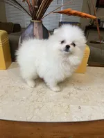 Sophy , a female Pomeranian for sale in Stockton, CA – Photo 7 of 7