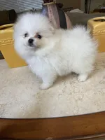 Sophy , a female Pomeranian for sale in Stockton, CA – Photo 2 of 7