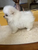 Sophy , a female Pomeranian for sale in Stockton, CA – Photo 1 of 7