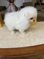 Sophy , a female Pomeranian for sale in Stockton, CA – Photo 6 of 7