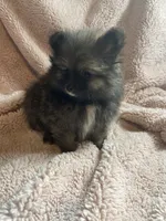Nimo, a male Pomeranian for sale in Stockton, CA – 3 of 7