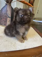 Choco, a male Pomeranian for sale in Stockton, CA – 2 of 5