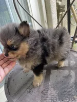 Merlina, a female Pomeranian for sale in Stockton, CA – Photo 3 of 8