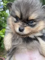 Merlina, a female Pomeranian for sale in Stockton, CA – Photo 2 of 8