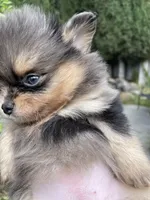 Merlina, a female Pomeranian for sale in Stockton, CA – Photo 4 of 8