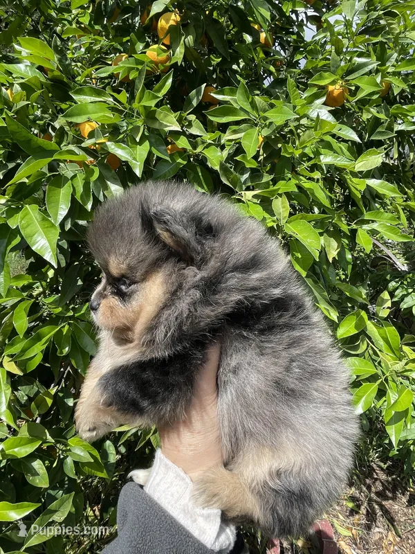 Merlina – Pomeranian puppy for sale in Stockton, CA