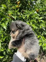 Merlina, a female Pomeranian for sale in Stockton, CA – Photo 1 of 8