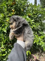 Merlina, a female Pomeranian for sale in Stockton, CA – Photo 5 of 8