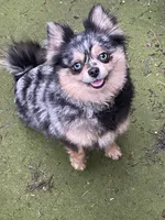 Merlina, a female Pomeranian for sale in Stockton, CA – Photo 7 of 8