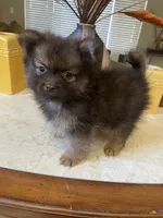 Choco, a male Pomeranian for sale in Stockton, CA – 4 of 5