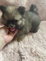 Sazzy, a female Pomeranian for sale in Stockton, CA – 5 of 6