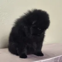 Lini, a female Pomeranian for sale in Stockton, CA – 3 of 4