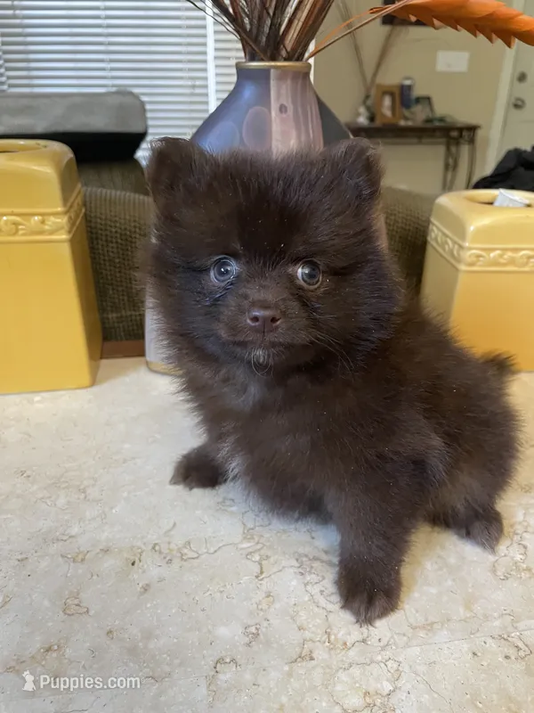 Tory – Pomeranian puppy for sale in Stockton, CA