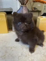 Tory, a female Pomeranian for sale in Stockton, CA – 1 of 3