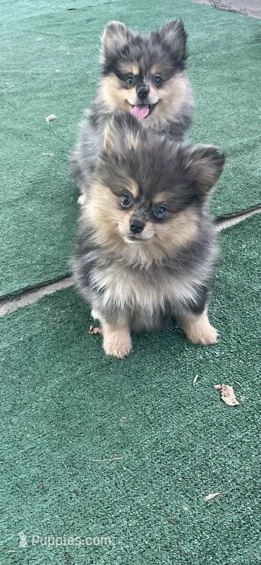 Merluna – Pomeranian puppy for sale in Stockton, CA