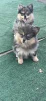 Merluna, a female Pomeranian for sale in Stockton, CA – 1 of 7