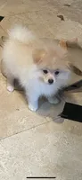Nala, a female Pomeranian for sale in Stockton, CA – 5 of 7