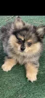 Cory, a female Pomeranian for sale in Stockton, CA – 2 of 5