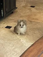 Brako, a male Pomeranian for sale in Stockton, CA – 2 of 5