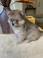 Ricko, a male Pomeranian for sale in Stockton, CA – 5 of 6