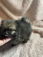 Nimo, a male Pomeranian for sale in Stockton, CA – 5 of 7
