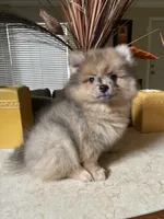 Pistachio, a male Pomeranian for sale in Stockton, CA – 2 of 5