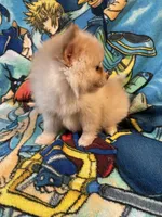 Estrella , a female Pomeranian for sale in Stockton, CA – 3 of 6