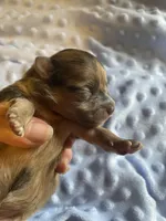 Kirk, a male Pomeranian for sale in Stockton, CA – 2 of 2