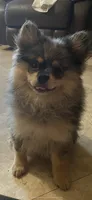 Cory, a female Pomeranian for sale in Stockton, CA – 3 of 5