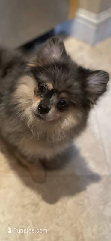 Cory – Pomeranian puppy for sale in Stockton, CA