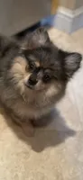 Cory, a female Pomeranian for sale in Stockton, CA – 1 of 5