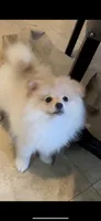 Nala, a female Pomeranian for sale in Stockton, CA – 3 of 7