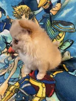 Estrella , a female Pomeranian for sale in Stockton, CA – 2 of 6