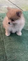 Sophy , a female Pomeranian for sale in Stockton, CA – 2 of 4